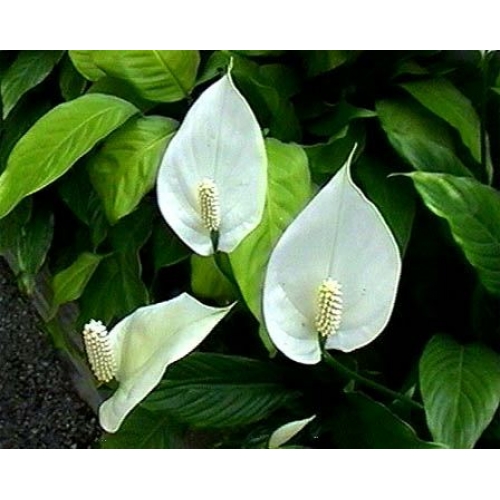 peace lily